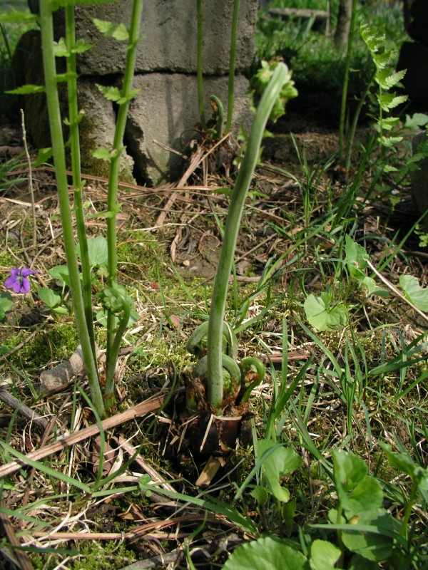 p4162184.jpg 201.7K