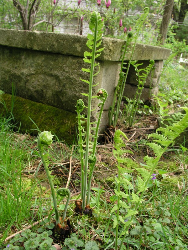 p4182373.jpg 203.9K