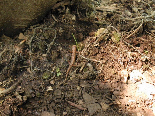 Endangered salamander perhaps.jpg 124.3K