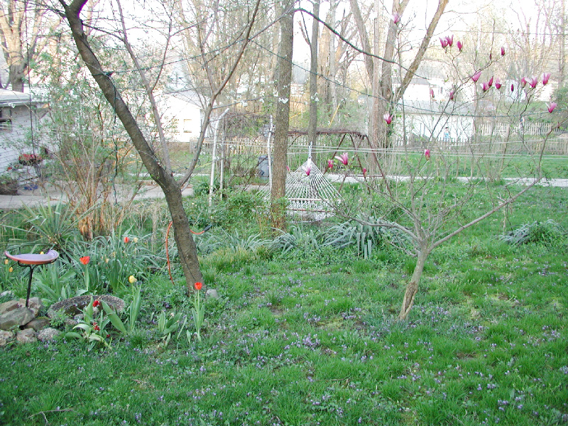 12backyard02.jpg 419.6K
