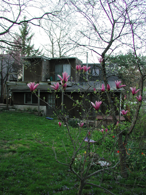 12backyard03.jpg 399.6K