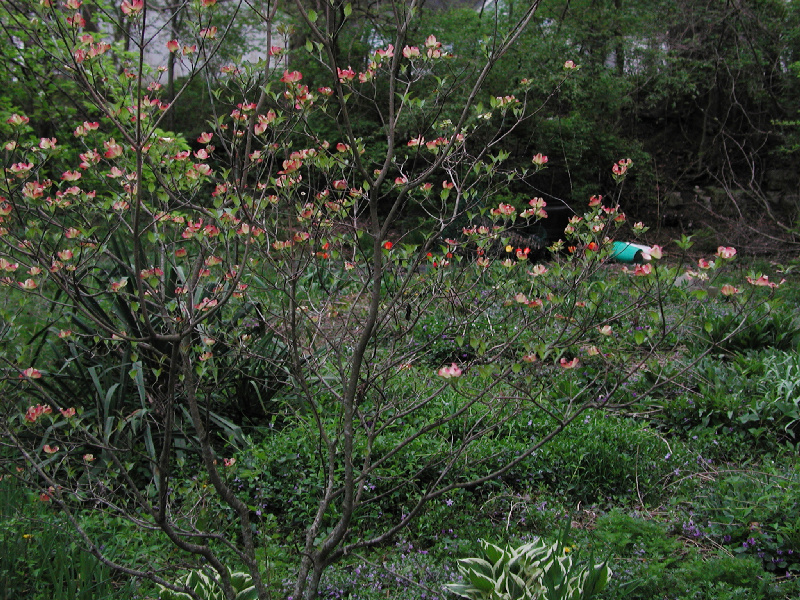 12backyard05.jpg 403.8K