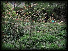 12backyard05.jpg 403.8k bytes