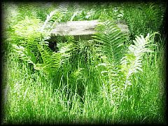 12backyard07.jpg 528.0k bytes