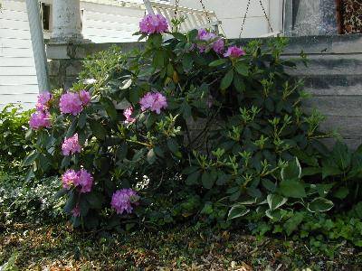 Kelly's rhododendron.jpg 32.5K