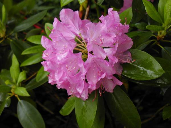rhododendron1.jpg 33.3K