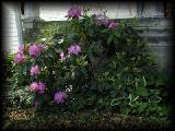 Kelly's rhododendron.jpg 6.0K