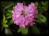 rhododendron1.jpg 4.9K