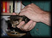 kittens200110010.jpg 6.5K