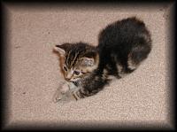 kittens200110013.jpg 6.2K