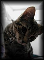 kittens200202002.jpg 5.2K