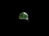 Click to see P7111349.jpg