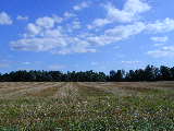 Click to see P7111365.jpg