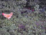 Click to see P7111408.jpg