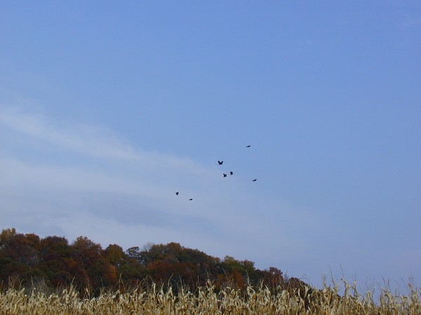 pa213089.jpg 37.1K