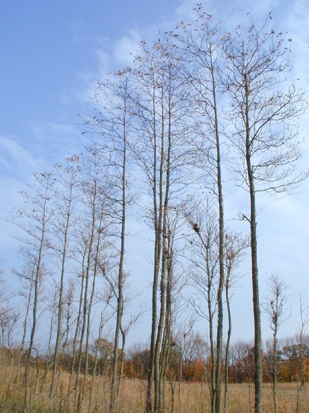 pa213102.jpg 98.8K