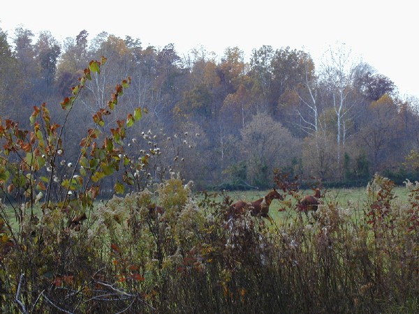 pa213114.jpg 93.9K