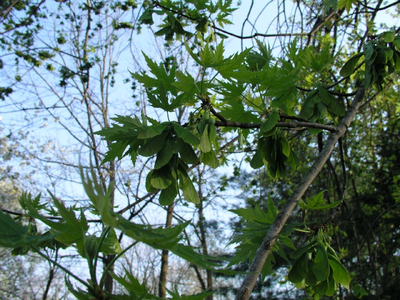 p4141979.jpg 166.3K