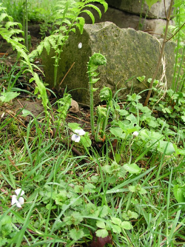 p4172265.jpg 204.2K