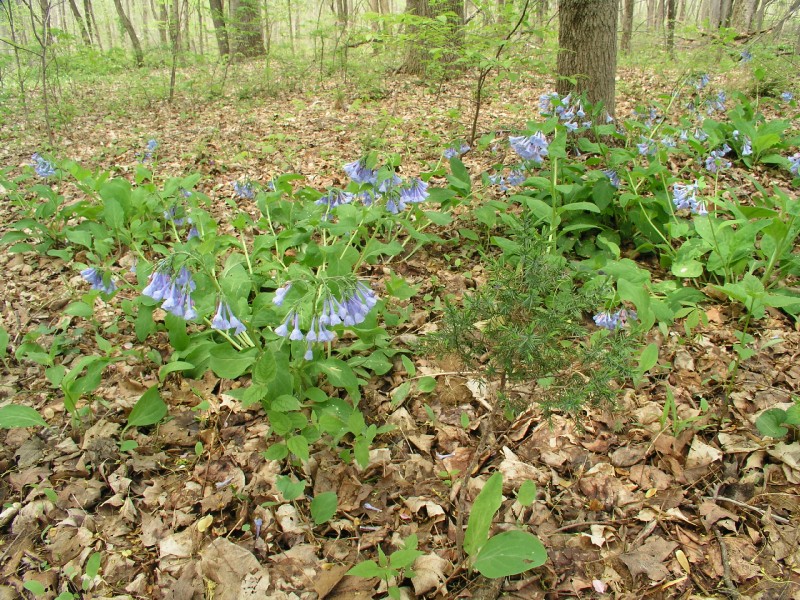 p4203235.jpg 242.2K