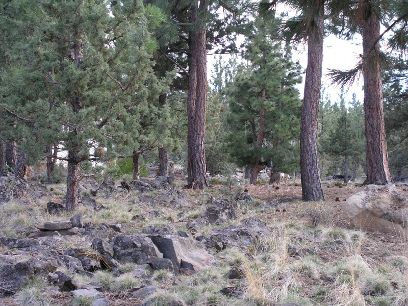 p3150154.jpg 210.3K