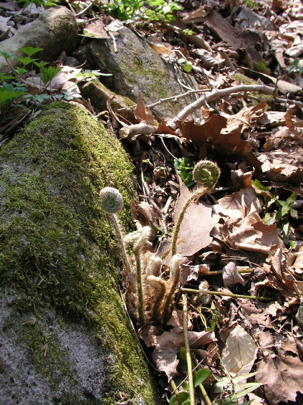 p4170956.jpg 221.2K