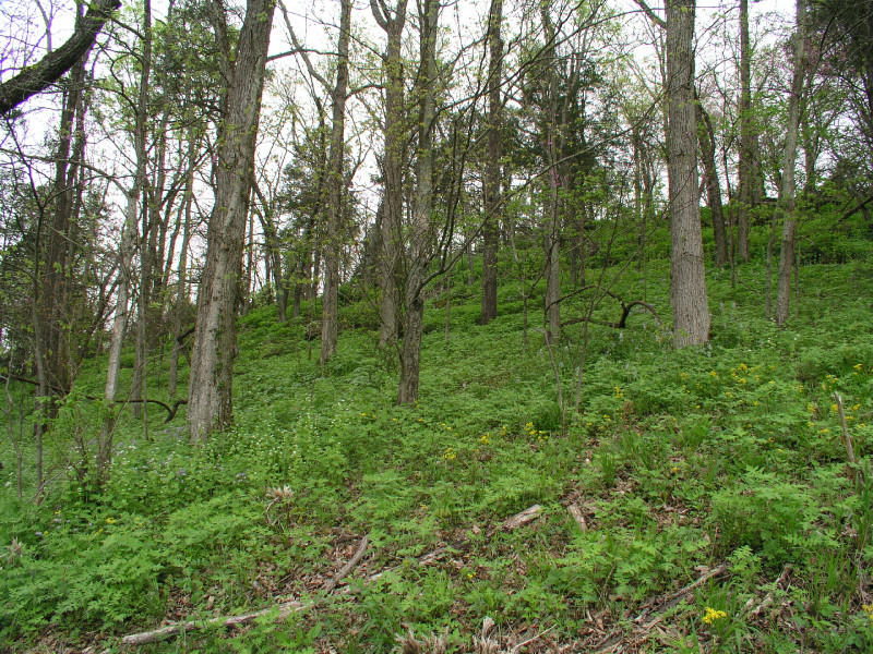 p4241532.jpg 350.3K