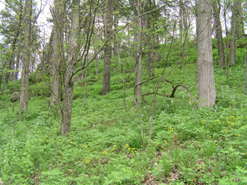 p4241533.jpg 352.9K