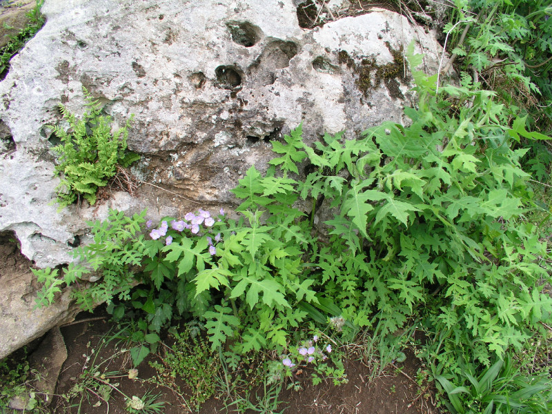 p4241535.jpg 322.8K