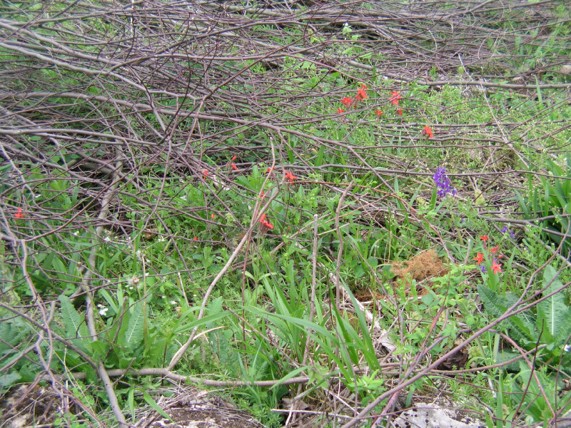 p4241539.jpg 359.2K