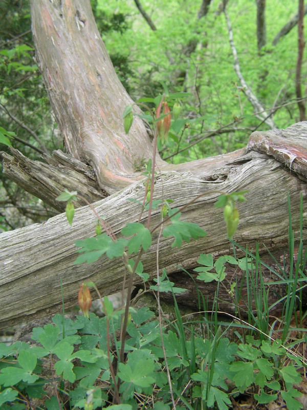 p4241591.jpg 234.7K