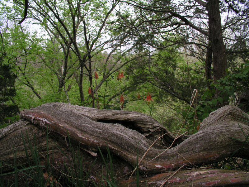 p4241595.jpg 267.1K