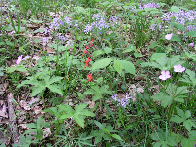p4241657.jpg 331.4K