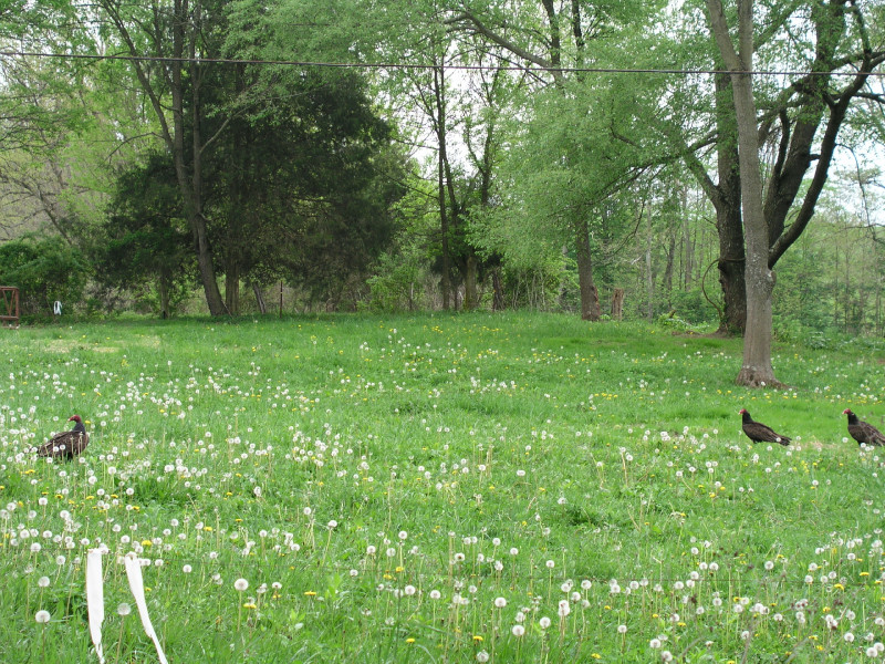 p4241667.jpg 304.4K