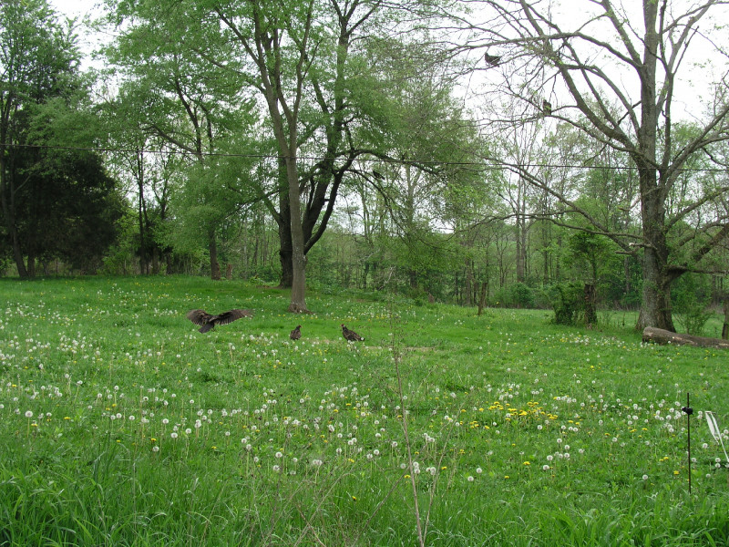 p4241669.jpg 305.2K