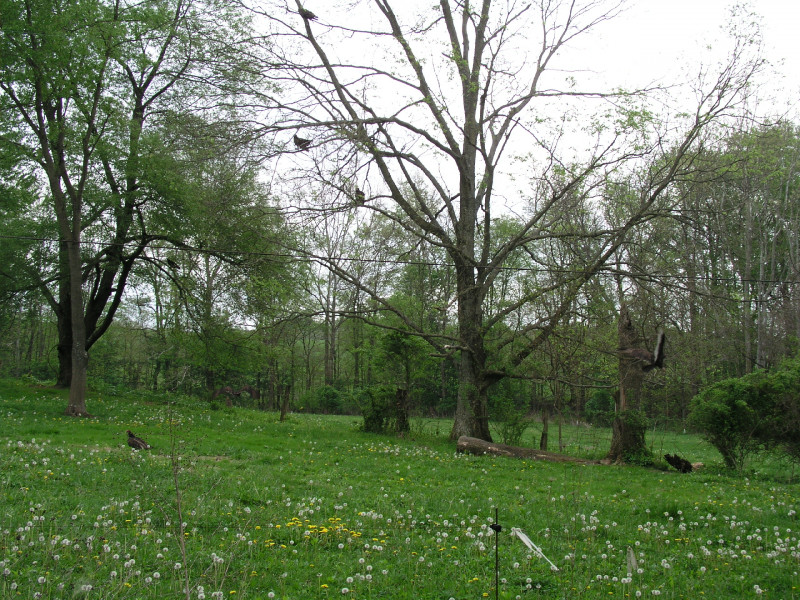 p4241673.jpg 290.6K