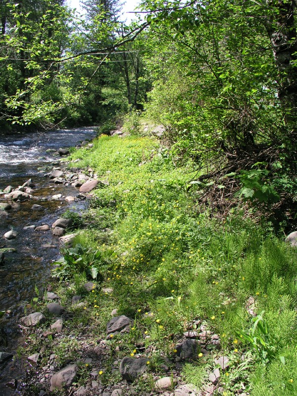p5143331.jpg 277.6K