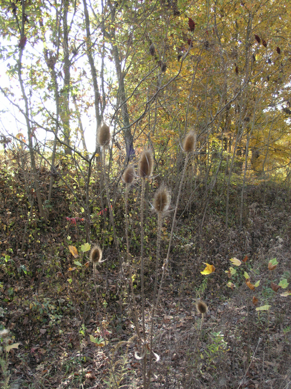 pa100521.jpg 479.8K