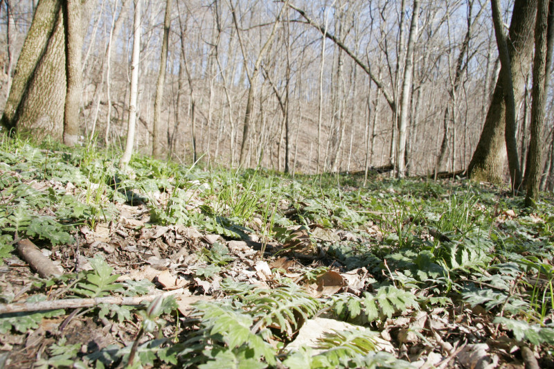 _mg_4695.jpg 275.1K