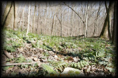 _mg_4695.jpg 36.8K