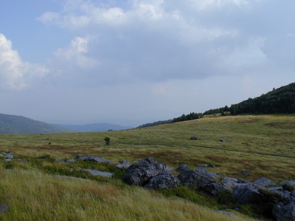 Meadow 3.jpg 53.1K