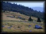 Al in the meadow.jpg 4.4K