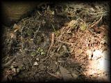 Endangered salamander perhaps.jpg 6.8K