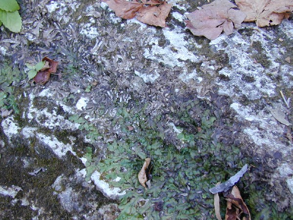 pa243182.jpg 131.2K
