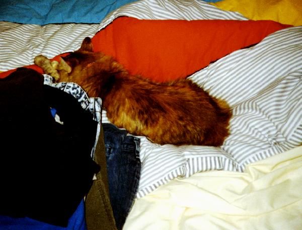 00 CHEN, LOUNGING WITH LAUNDRY 1.jpg 43.1K