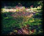 22 CHEN'S CATWOOD TREE WITH BLOOMS.jpg 5.7K