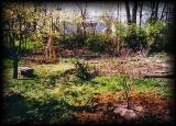 23 CHEN'S CATWOOD TREE IN EARLY SPRING.jpg 6.9K