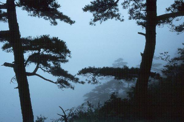 HuangShan, hiking, mist through trees.jpg 34.6K