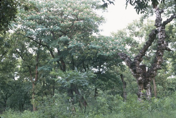 Confucius temple, Kung family graveyard, trees.jpg 104.9K