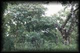 Confucius temple, Kung family graveyard, trees.jpg 5.6K